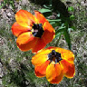 Meet your Posher, Janet